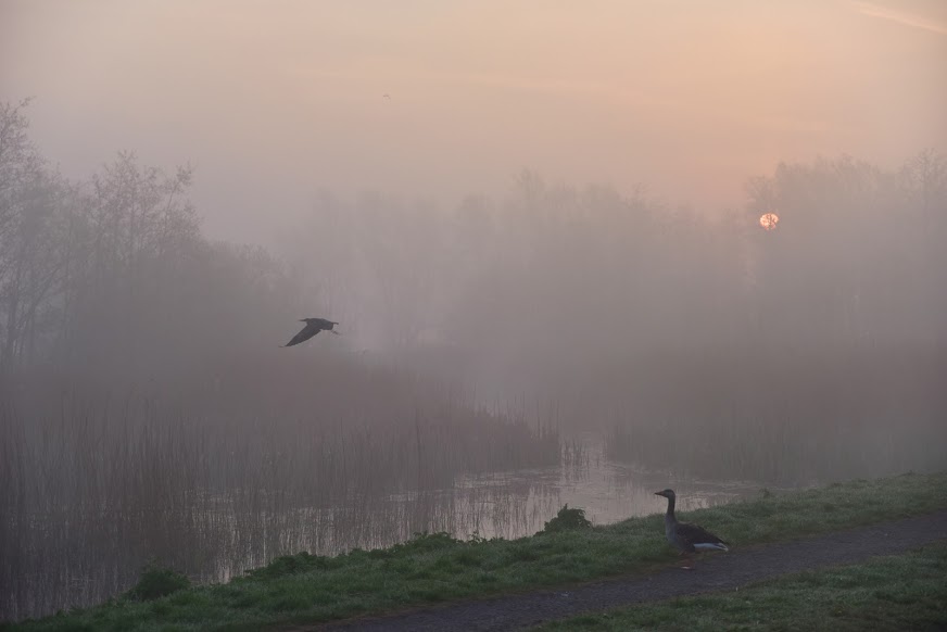 Valkenberg Meer, credit: P. Teuben